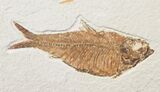 Knightia Fossil Fish - Wyoming #13089-1